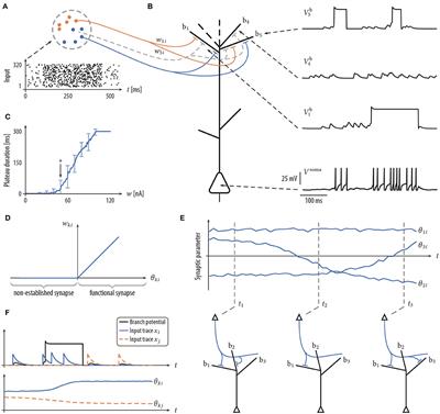 Emergence of Stable Synaptic Clusters on Dendrites Through Synaptic Rewiring